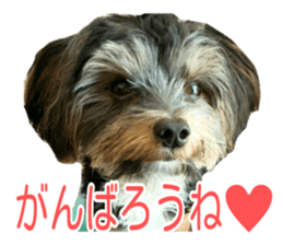 awesome Yorkshire terrier Jackie sticker #13905729