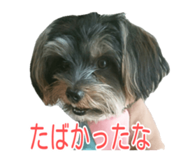 awesome Yorkshire terrier Jackie sticker #13905730