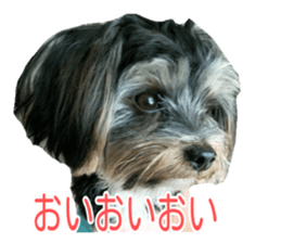 awesome Yorkshire terrier Jackie sticker #13905731