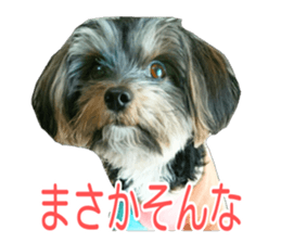 awesome Yorkshire terrier Jackie sticker #13905732