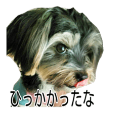 awesome Yorkshire terrier Jackie sticker #13905733