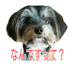 awesome Yorkshire terrier Jackie sticker #13905734