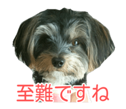 awesome Yorkshire terrier Jackie sticker #13905735