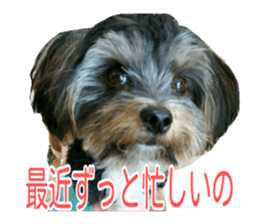 awesome Yorkshire terrier Jackie sticker #13905736