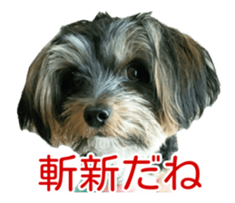 awesome Yorkshire terrier Jackie sticker #13905737