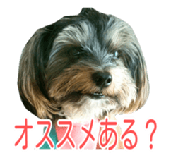 awesome Yorkshire terrier Jackie sticker #13905738