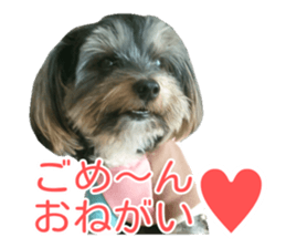 awesome Yorkshire terrier Jackie sticker #13905740