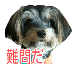 awesome Yorkshire terrier Jackie sticker #13905741