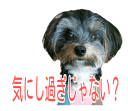 awesome Yorkshire terrier Jackie sticker #13905742