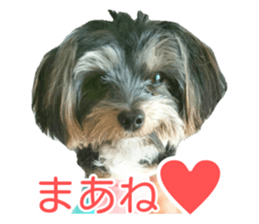 awesome Yorkshire terrier Jackie sticker #13905743