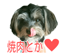 awesome Yorkshire terrier Jackie sticker #13905744