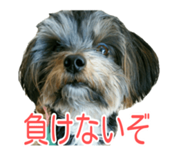 awesome Yorkshire terrier Jackie sticker #13905745