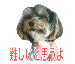 awesome Yorkshire terrier Jackie sticker #13905746