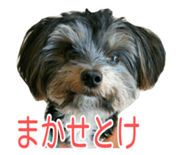 awesome Yorkshire terrier Jackie sticker #13905747