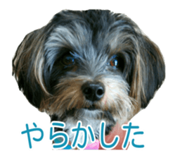 awesome Yorkshire terrier Jackie sticker #13905748