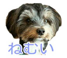 awesome Yorkshire terrier Jackie sticker #13905749