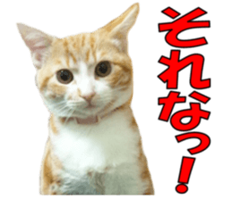 A name of a willful family is a maple. sticker #13906945