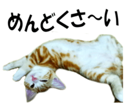 A name of a willful family is a maple. sticker #13906946