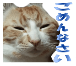 A name of a willful family is a maple. sticker #13906948