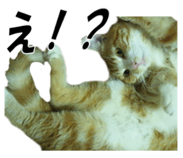 A name of a willful family is a maple. sticker #13906963