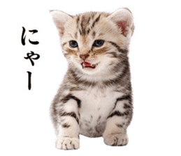 Cat Photo Stickers 04 sticker #13907855