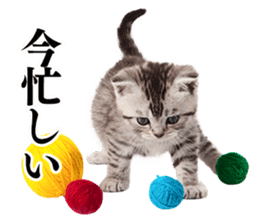 Cat Photo Stickers 04 sticker #13907868