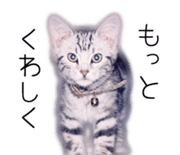 Cat Chobi and Koo-chan sticker #13908102