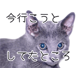Cat Chobi and Koo-chan sticker #13908104