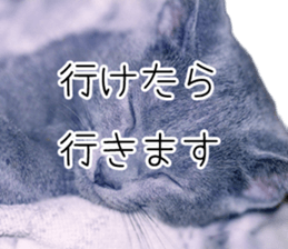 Cat Chobi and Koo-chan sticker #13908105