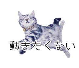 Cat Chobi and Koo-chan sticker #13908107
