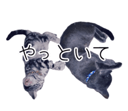 Cat Chobi and Koo-chan sticker #13908109