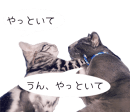 Cat Chobi and Koo-chan sticker #13908111