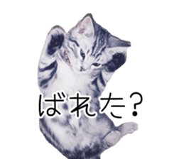 Cat Chobi and Koo-chan sticker #13908112
