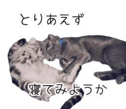 Cat Chobi and Koo-chan sticker #13908113