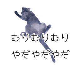 Cat Chobi and Koo-chan sticker #13908115