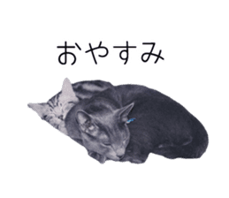 Cat Chobi and Koo-chan sticker #13908117