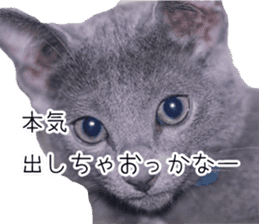 Cat Chobi and Koo-chan sticker #13908118