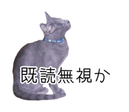 Cat Chobi and Koo-chan sticker #13908119