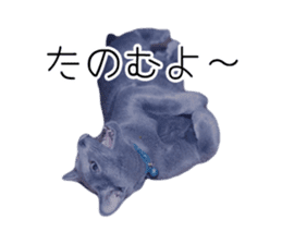 Cat Chobi and Koo-chan sticker #13908122