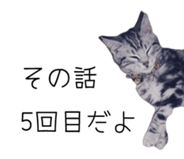 Cat Chobi and Koo-chan sticker #13908123