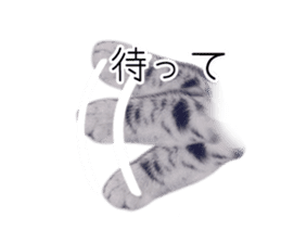 Cat Chobi and Koo-chan sticker #13908124