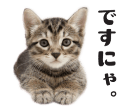 Brown tabby cat and kitten sticker #13909599