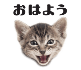 Brown tabby cat and kitten sticker #13909600