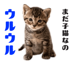 Brown tabby cat and kitten sticker #13909605
