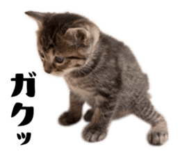 Brown tabby cat and kitten sticker #13909613