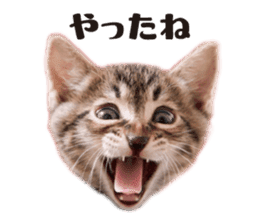 Brown tabby cat and kitten sticker #13909618