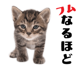 Brown tabby cat and kitten sticker #13909619