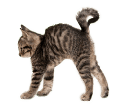 Brown tabby cat and kitten sticker #13909626