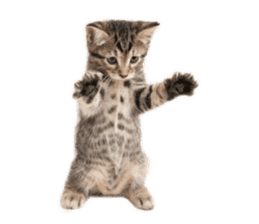 Brown tabby cat and kitten sticker #13909629
