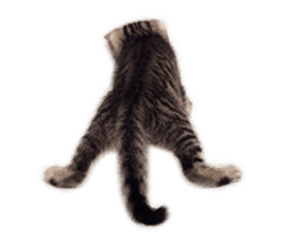 Brown tabby cat and kitten sticker #13909630